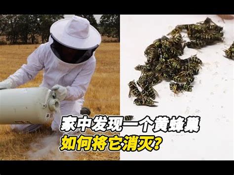 家裡有蜂窩|蜂窩危機！自保全攻略